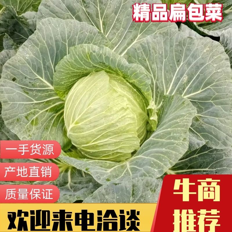 四川寒将军甘蓝，扁包菜，品质保证，长期有货，量大优惠