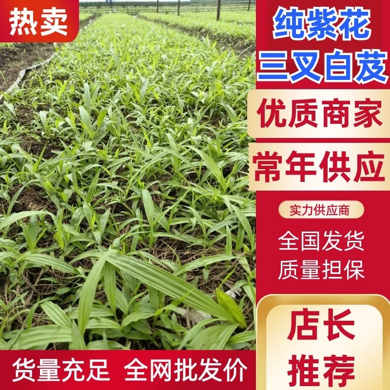 纯紫花三叉白芨驯化种苗成活率98%以上提供种植技术