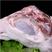 国产肥猪8-12猪头，品质优良，新鲜猪头肉，新鲜直达