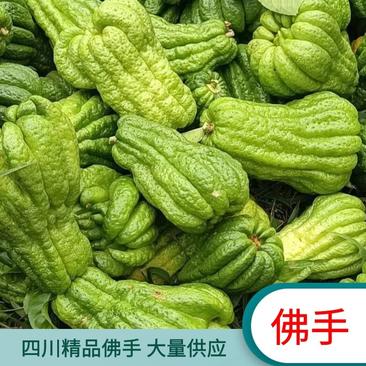 佛手鲜果川佛手瓜奶茶店专用货源稳定量大从优各种规格