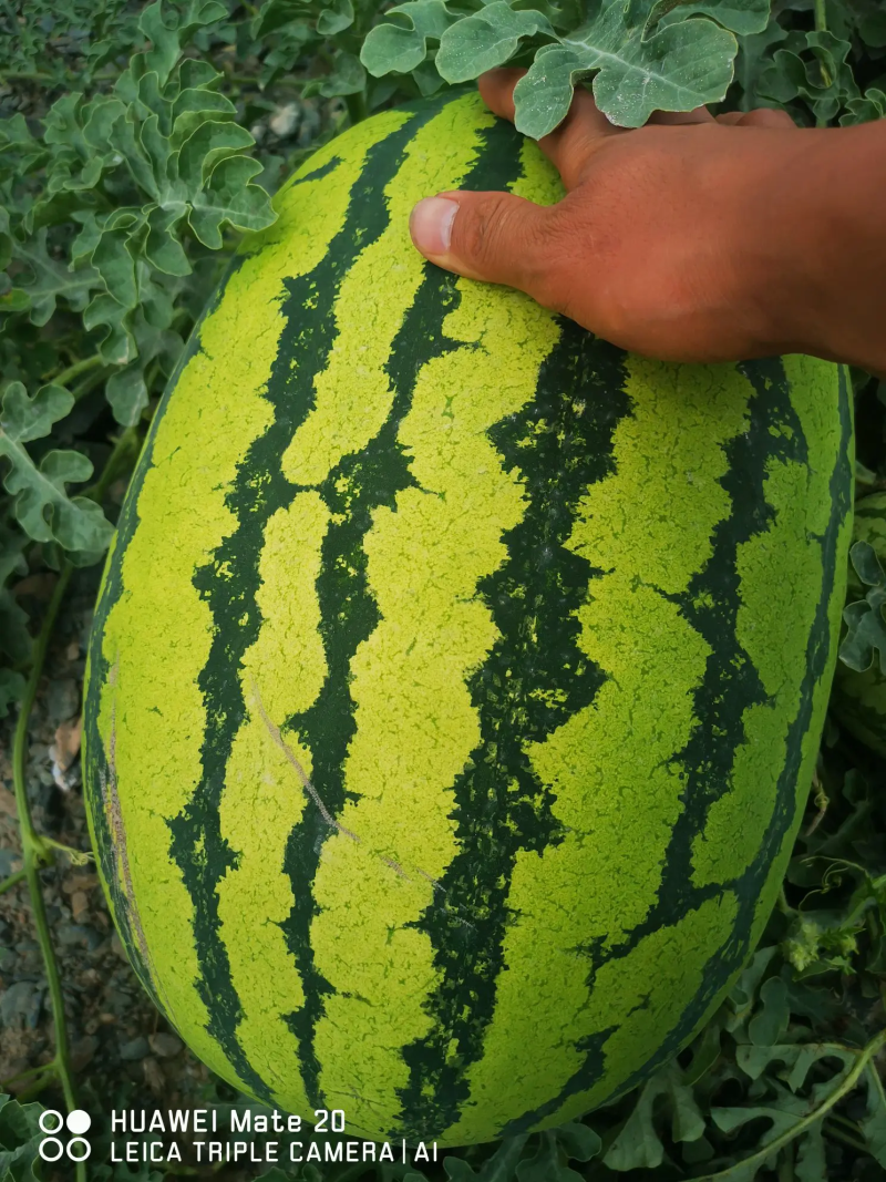 宁夏石头瓜，只做精品中的西瓜，产地直销，品质保障欢迎订购