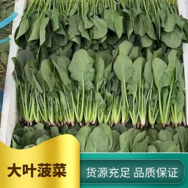 全国基地直销圆叶绿杆两排.三排.菠菜，专业做工