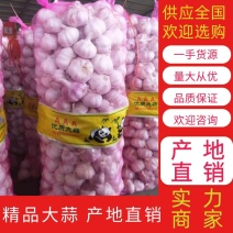 【大蒜】精品紫皮蒜量大从优欢迎咨询