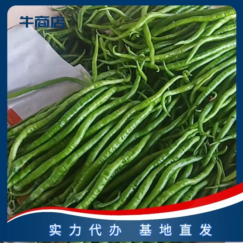 【实力】线椒一手货源基地直供量大从优可视频看货