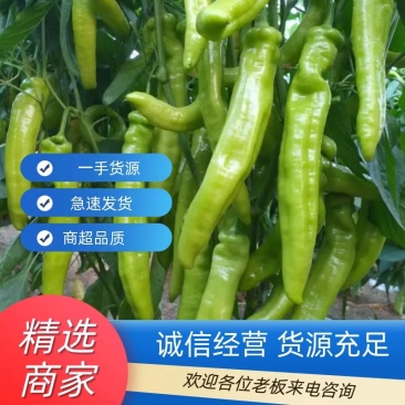 【推荐】黄皮辣椒产区直供货源充足量大从优视频看货全国发货
