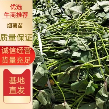 红薯苗，蜜薯25、大田剪苗，保质保量，4月下旬大量上市！