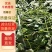 红薯苗，蜜薯25、大田剪苗，保质保量，4月下旬大量上市！