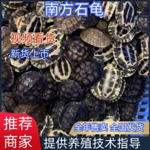 大量批发南石金钱龟!量大价优！省内包邮！省外另议！