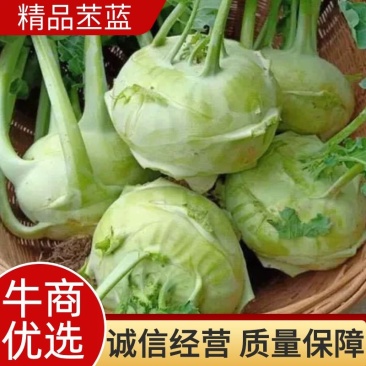 精品苤蓝大量上市，产地直发，新鲜采摘，欢迎各地客商联系