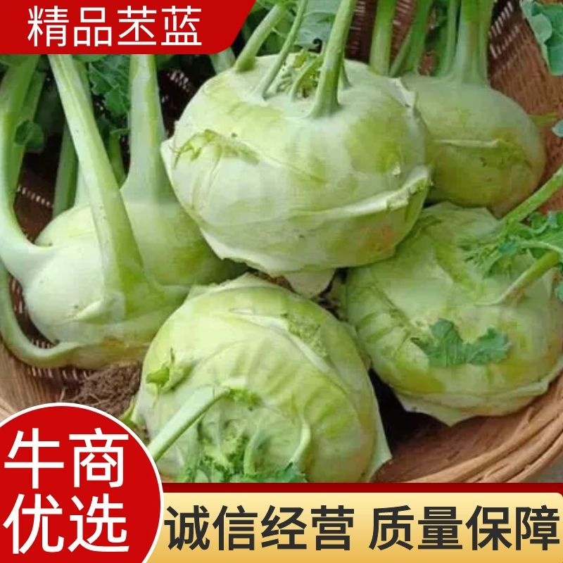 精品苤蓝大量上市，产地直发，新鲜采摘，欢迎各地客商联系
