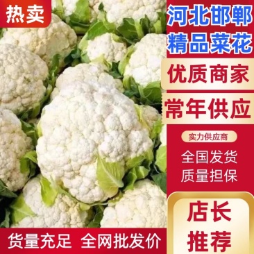 精品菜花大量上市，产地直发，新鲜采摘，欢迎各地客商联系