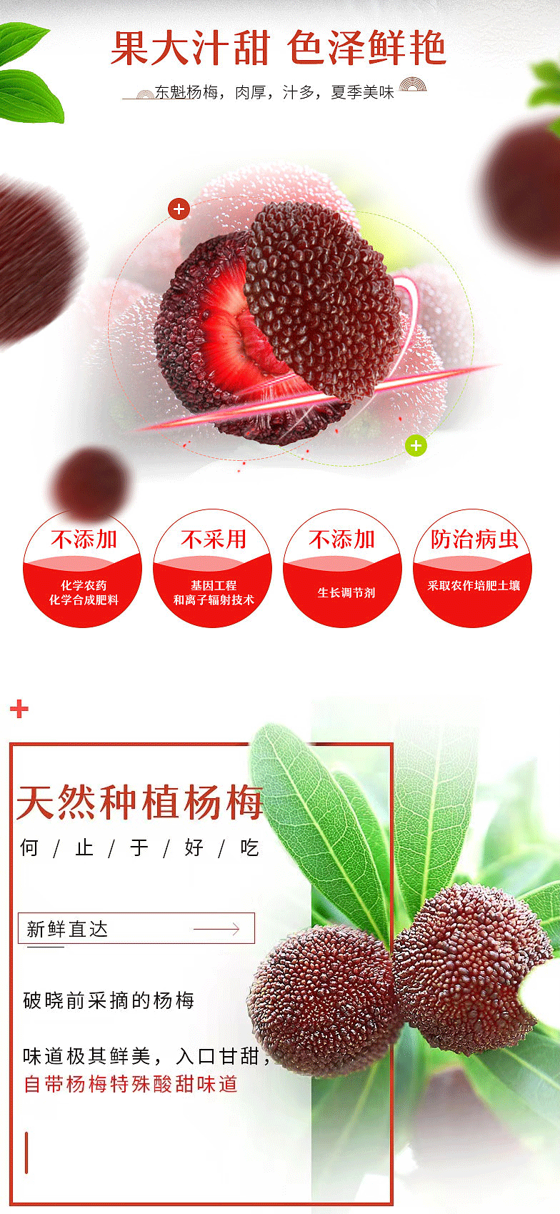 顺丰包邮浙江台州仙居东魁杨梅礼盒装