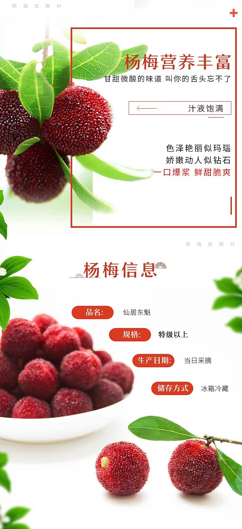 顺丰包邮浙江台州仙居东魁杨梅礼盒装