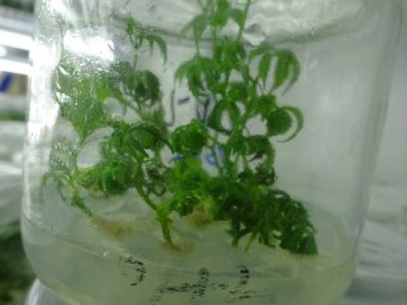 雪胆组培苗（又名罗锅底、苦金盆、蛇莲）