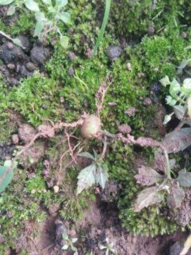 雪胆组培苗（又名罗锅底、苦金盆、蛇莲）