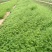雪胆组培苗（又名罗锅底、苦金盆、蛇莲）
