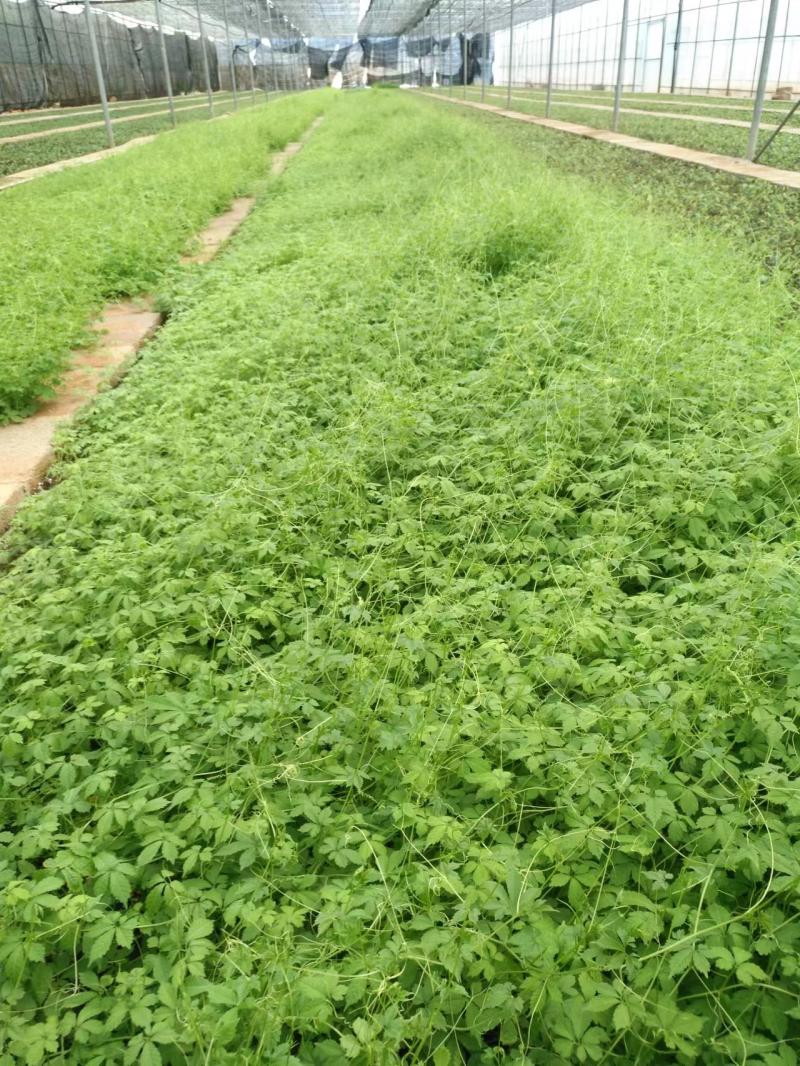 雪胆组培苗（又名罗锅底、苦金盆、蛇莲）