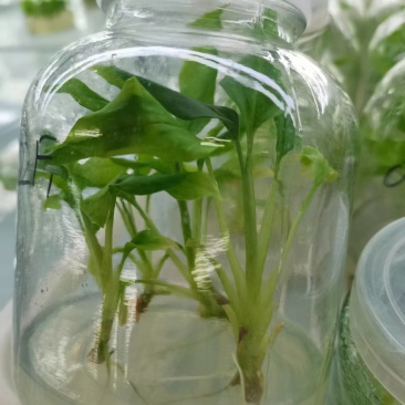 草果组培苗（高产品种）