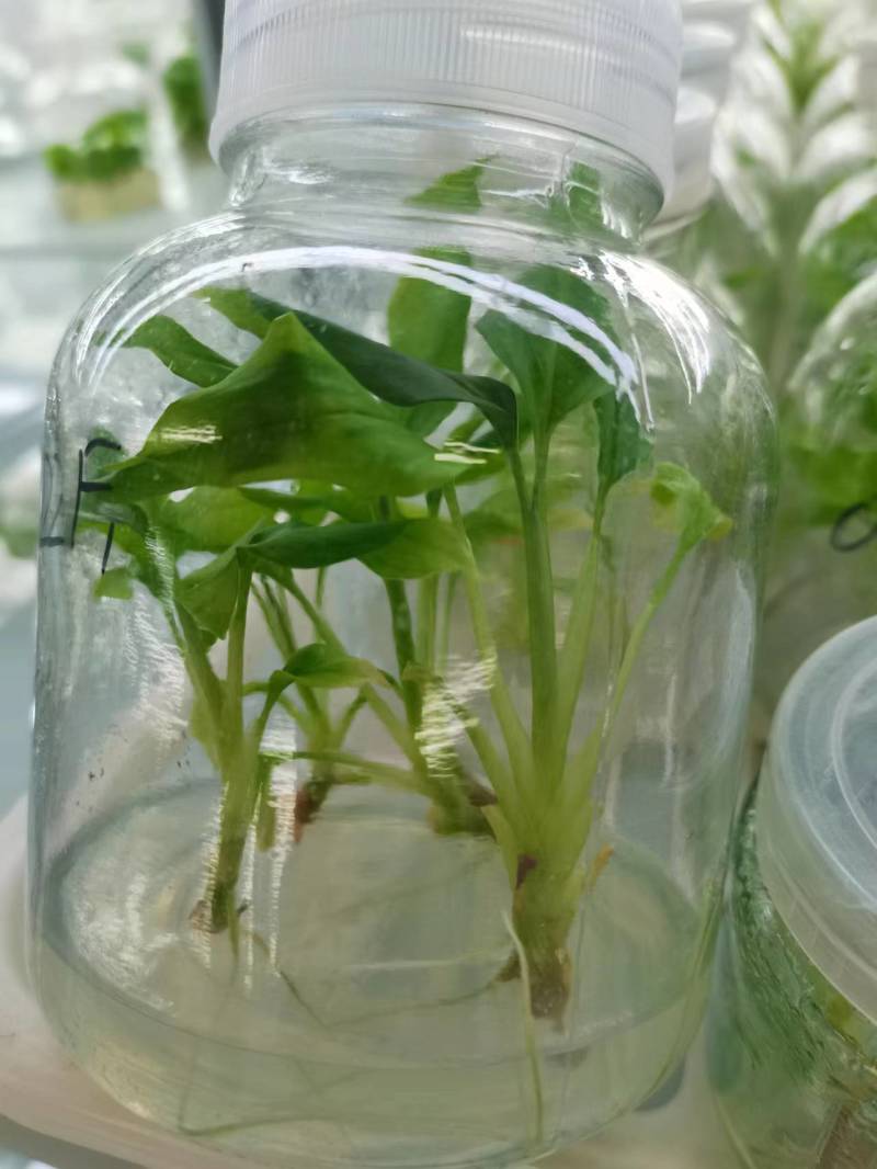 草果组培苗（高产品种）