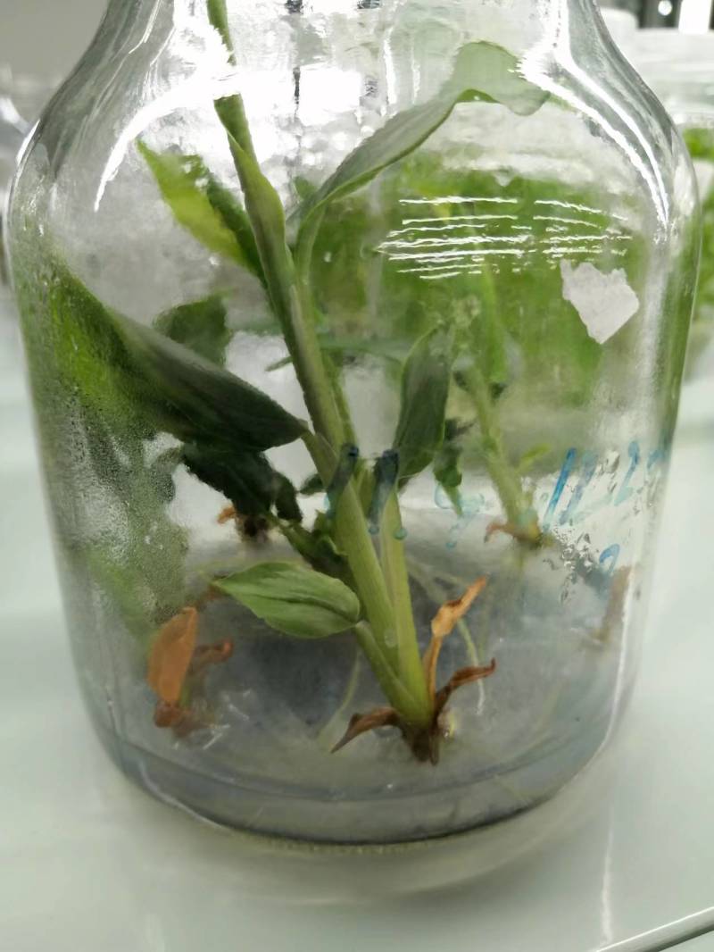 草果组培苗（高产品种）