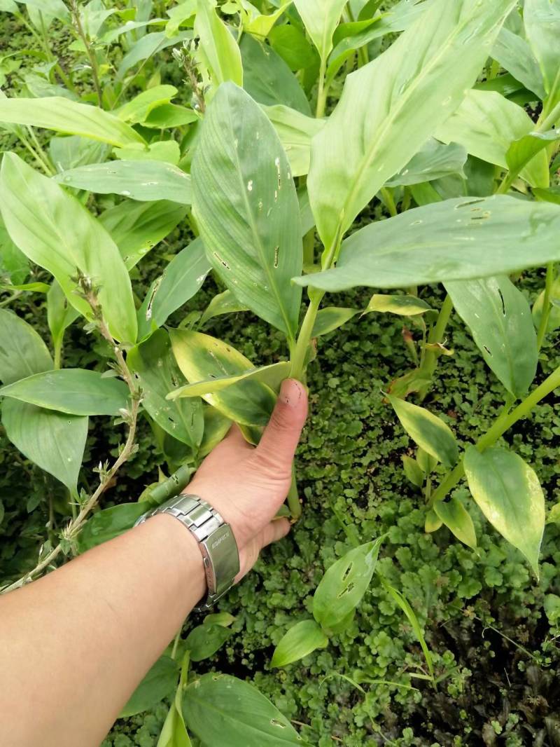 草果组培苗（高产品种）