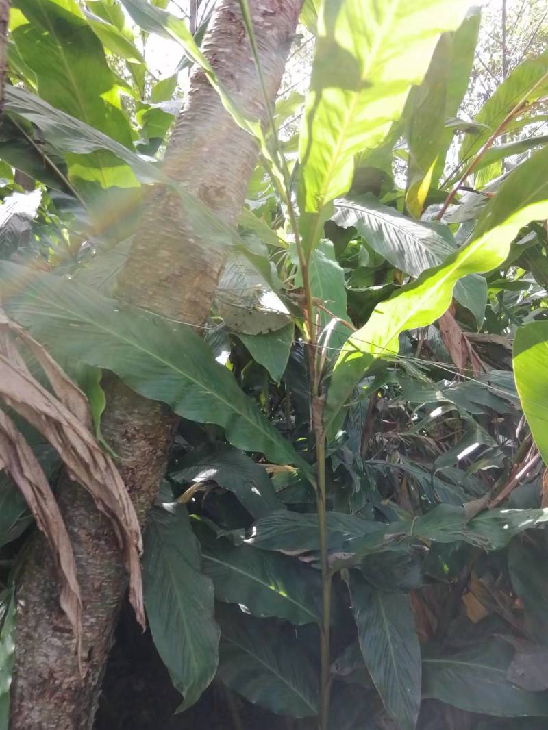 草果组培苗（高产品种）
