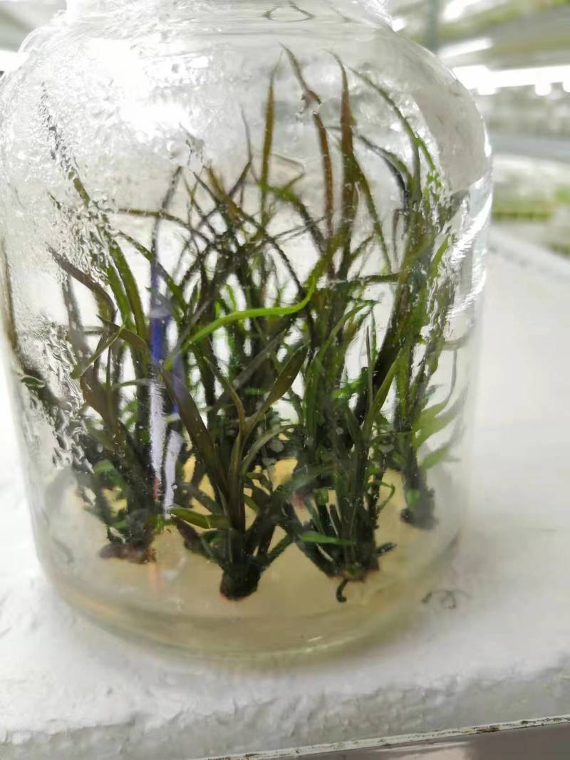 细叶朱蕉组培苗
