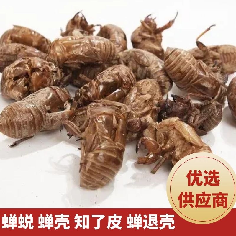 【精品】四川蝉蜕无杂质干度好品质保证量大从优迎联系