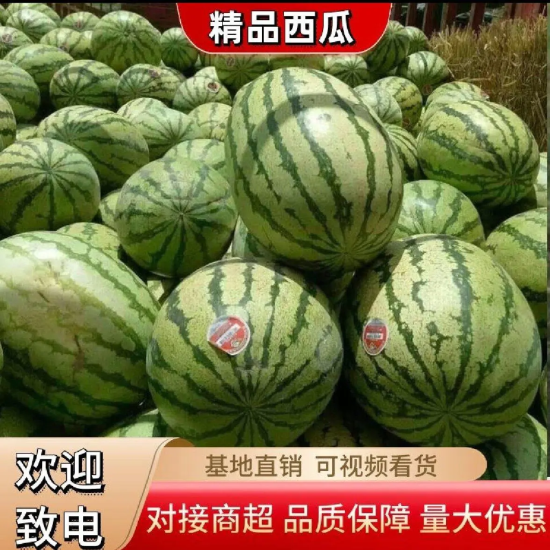 【金城5号西瓜】陕西地直发皮薄肉厚口感好大量现货可发全