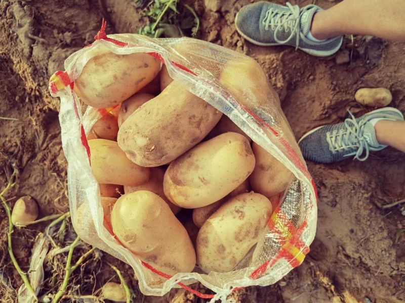 土豆，精品优质土豆，大量上市，货源充足，欢迎选购