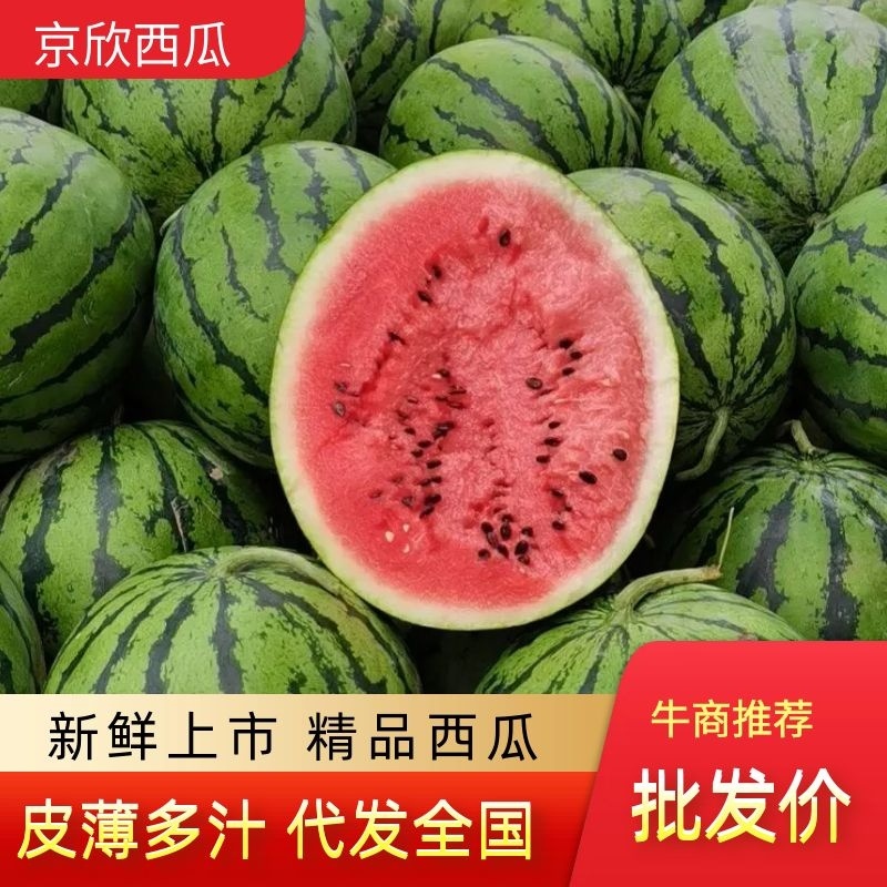 【精选】吉林大安市京新地雷西瓜庆红999大量上市