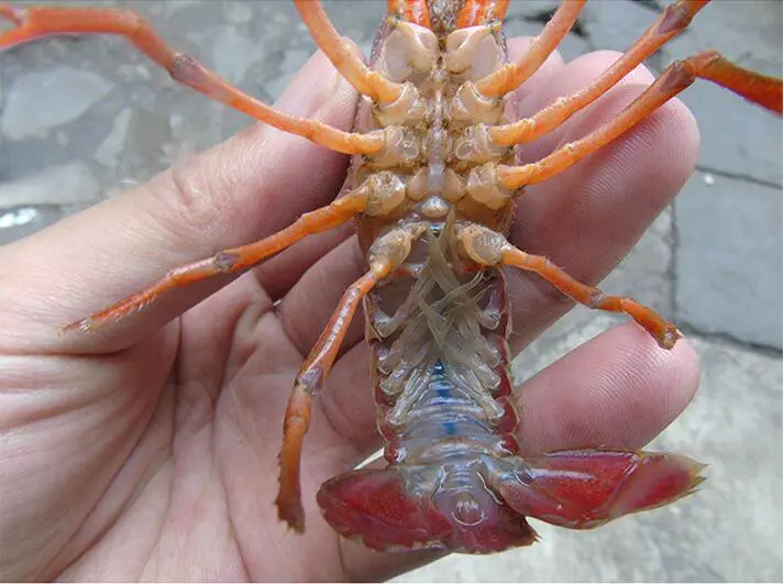 一只完整的龙巢盱眙小龙虾平铺在白色瓷盘中,体长约为12厘米,外壳呈深红色并带有金属光泽,钳足粗壮有力,腹部清洁无泥,尾部弯曲饱满,旁边放置一把尺子显示尺寸,背景为盱眙洪泽湖畔的生态养殖塘口 龙巢盱眙小龙虾特写