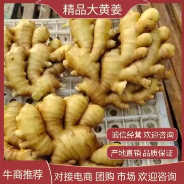 【精品】山东生姜大黄姜大量现货供应全国发货品质保证