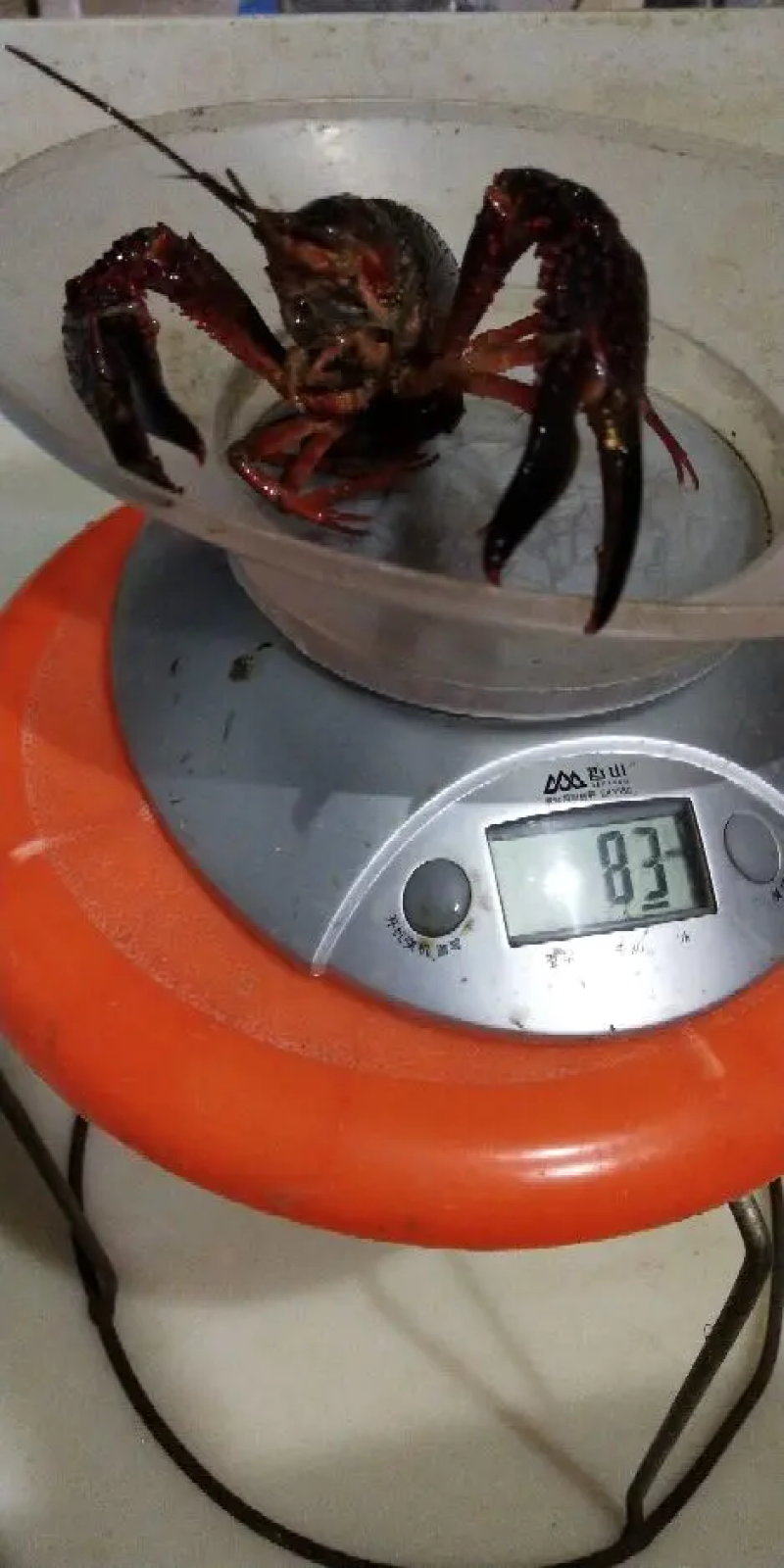 江苏清水小龙虾精1.2两以上不封顶规格全