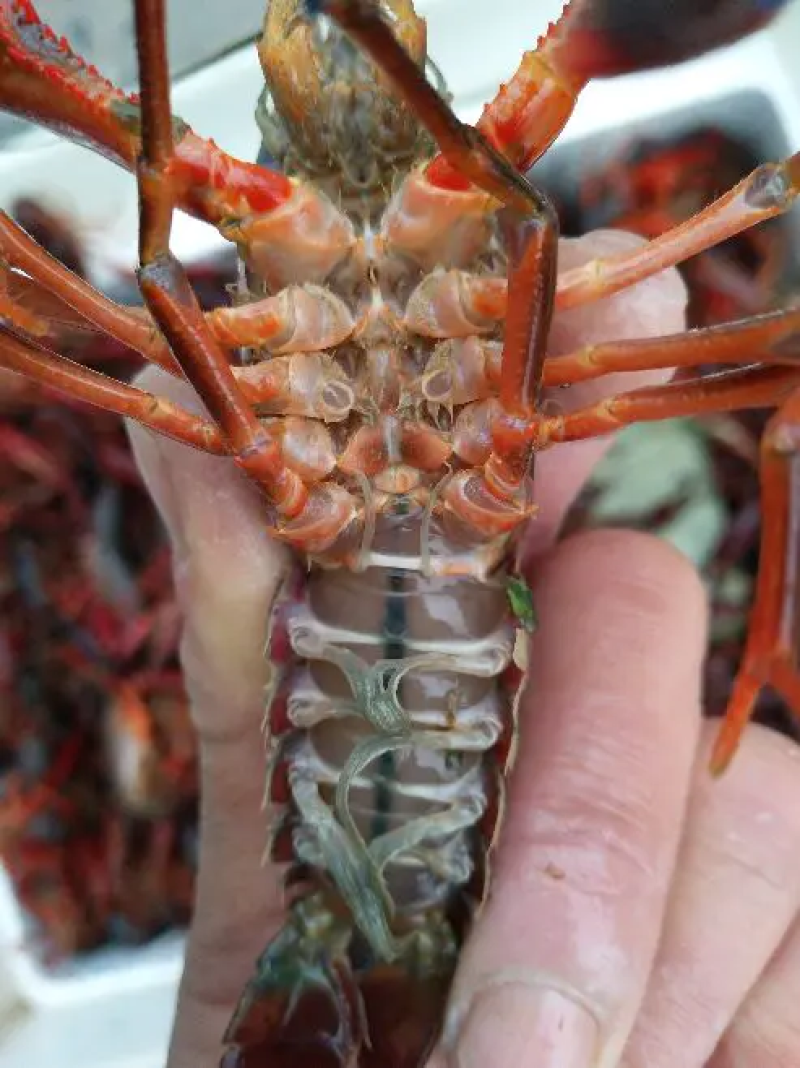 江苏清水小龙虾精1.2两以上不封顶规格全