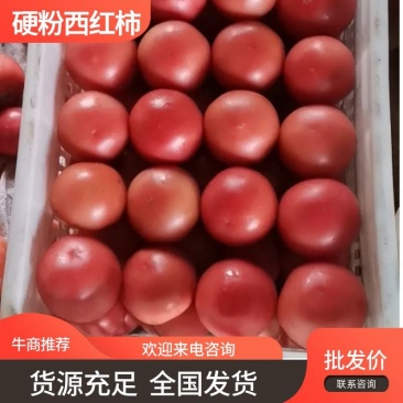 硬粉西红柿陕西富硒西红柿品质货源可长期供货欢迎选