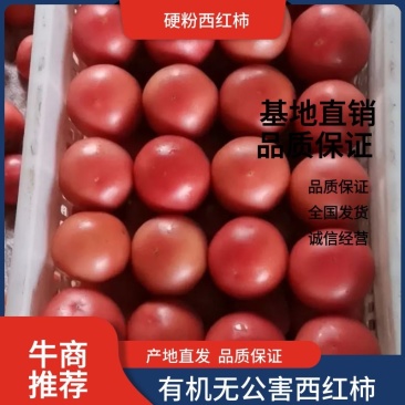 富硒西红柿陕西咸阳一手货源无公害有机西红柿现摘现发