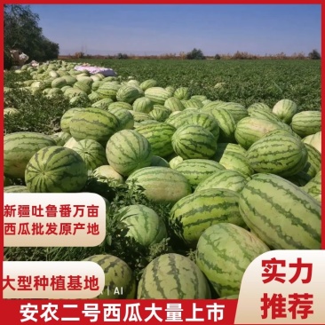 西瓜/安农2号西瓜/新疆西瓜/安农2号/吐鲁番西瓜