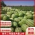 西瓜/安农2号西瓜/新疆西瓜/安农2号/吐鲁番西瓜