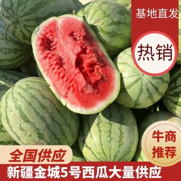 西瓜/金城5号西瓜/新疆西瓜/供应全国需要的老板电话联系