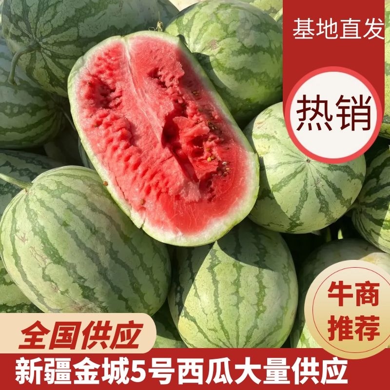 西瓜/金城5号西瓜/新疆西瓜/供应全国需要的老板电话联系