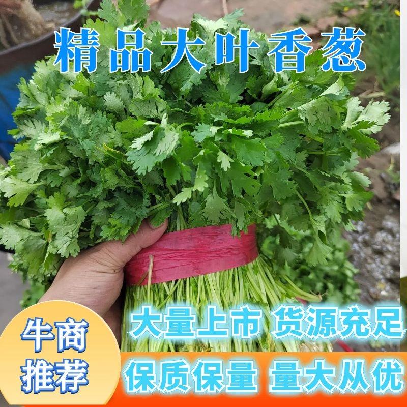 吉林省公主岭市大叶香菜大量上市叶大根粗，价格给力