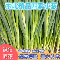 吉林省公主岭市四季小葱，香葱，葱苗，大量上市价格给力