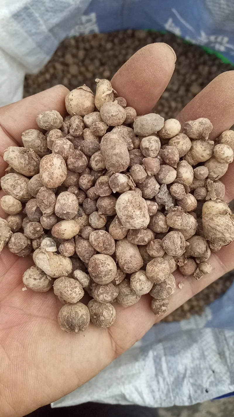 2020年半夏去皮干货1.2往上的，产地直发，质量保证