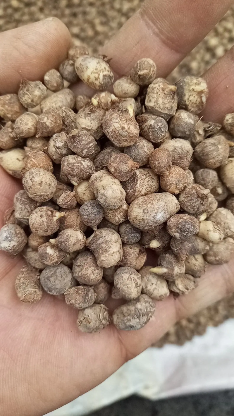 2020年半夏去皮干货1.2往上的，产地直发，质量保证