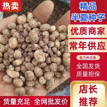 2020年半夏去皮干货1.2往上的，产地直发，质量保证