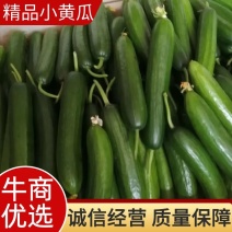 【精品】水果黄瓜，产于河南商丘宁陵县程楼乡，