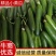 【精品】水果黄瓜，产于河南商丘宁陵县程楼乡，