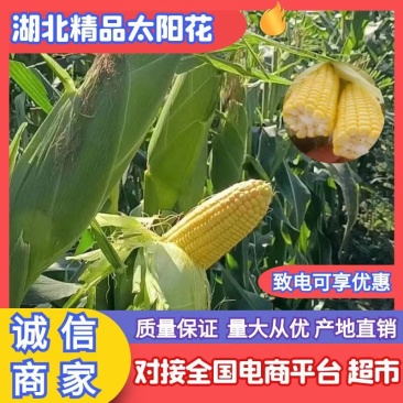 湖北玉米太阳花甜玉米基地直供，品种齐全，支持视频看货