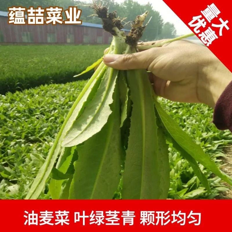 油麦菜山东曹县油麦菜，蔬菜基地支持视频看货线上交易